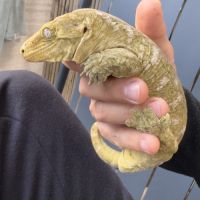 Vente ou echange gecko géant