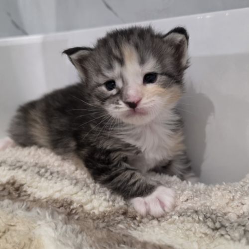Chatons maine coon polydactyle loof à réserver #1