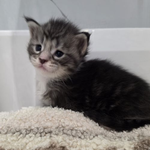 Chatons maine coon polydactyle loof à réserver #3