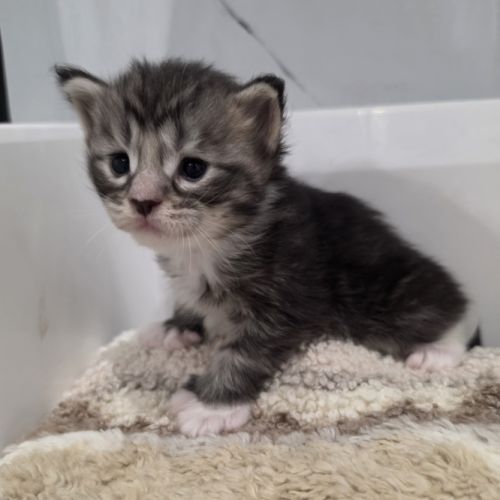 Chatons maine coon polydactyle loof à réserver #6