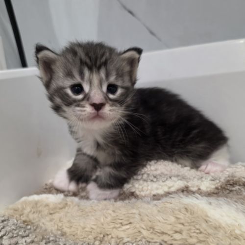 Chatons maine coon polydactyle loof à réserver #7
