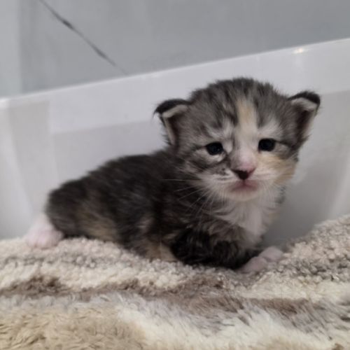 Chatons maine coon polydactyle loof à réserver #9