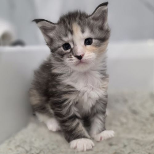 Chaton maine coon loof à réserver