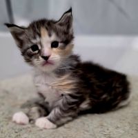 Magnifiques femelles maine coon loof à réserver