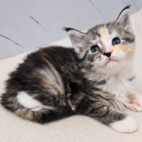 Magnifiques femelles maine coon loof à réserver