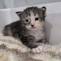 Chatons maine coon polydactyle loof à réserver #1