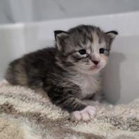 Chatons maine coon polydactyle loof à réserver #2