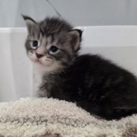 Chatons maine coon polydactyle loof à réserver #3