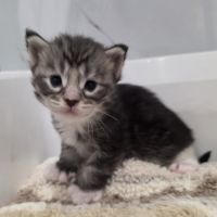 Chatons maine coon polydactyle loof à réserver #4