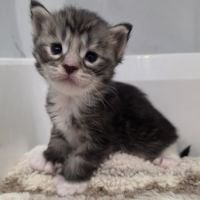 Chatons maine coon polydactyle loof à réserver #5