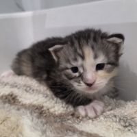 Chatons maine coon polydactyle loof à réserver