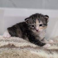 Chatons maine coon polydactyle loof à réserver #10
