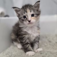 Chaton maine coon loof à réserver