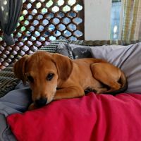 Loki, le plus génial