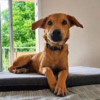 Loki, le plus génial #4
