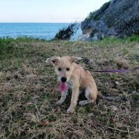 Noisette, le rayon de soleil #3