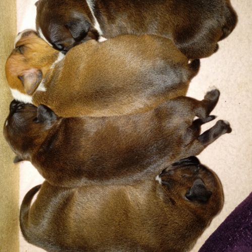 Staffie chiots #1