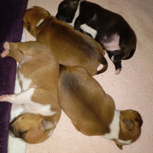 Staffie chiots #2