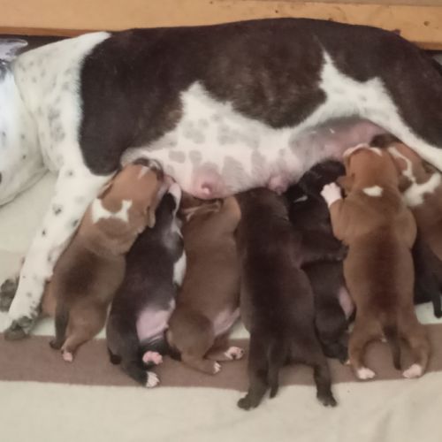Staffie chiots #0