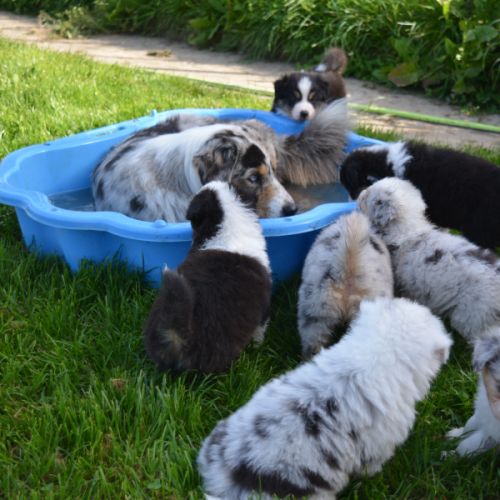 Chiots berger australien #1