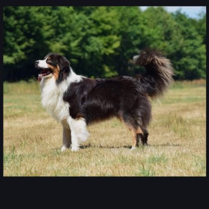 Chiots berger australien #3