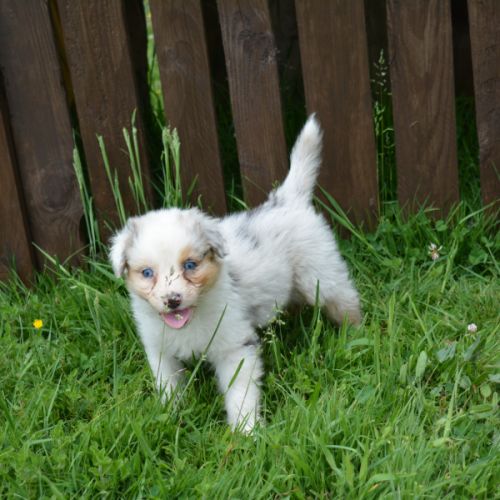 Chiots berger australien #4
