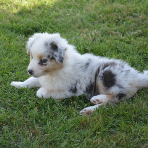 Chiots berger australien #6