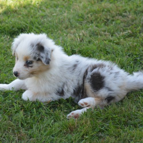 Chiots berger australien #0