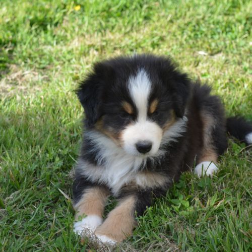 Chiots berger australien #8