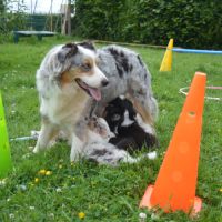Chiots berger australien #2