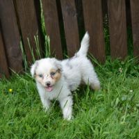 Chiots berger australien #4