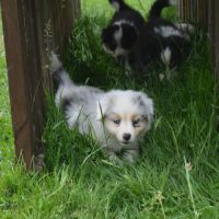 Chiots berger australien #5
