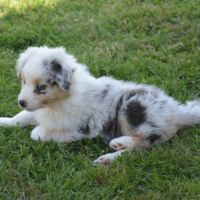 Chiots berger australien