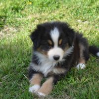 Chiots berger australien #8