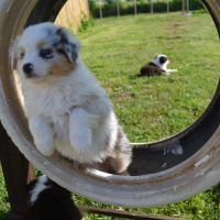 Chiots berger australien #9