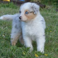Chiots berger australien #10
