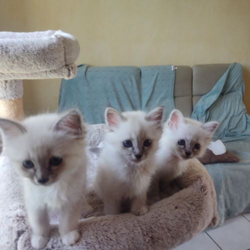 Chatons sacré de birmanie #1