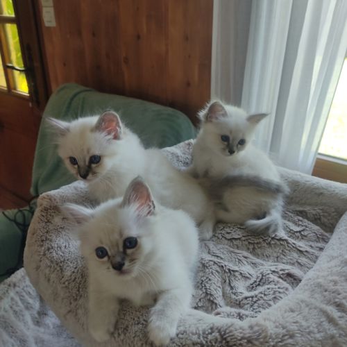 Chatons sacré de birmanie #0
