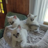 Chatons sacré de birmanie