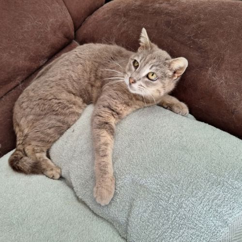 Chatte ysis #3