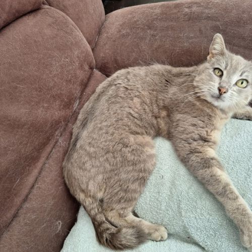 Chatte ysis #4
