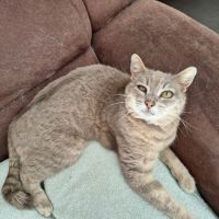 Chatte ysis #2