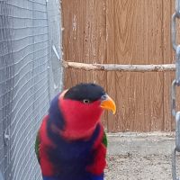 Lori tricolore