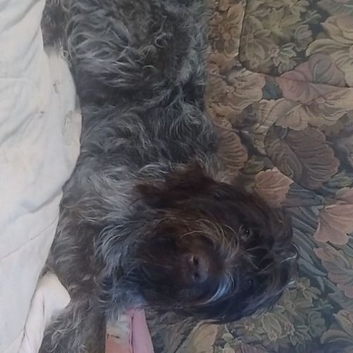 Chiot griffon korthal #1