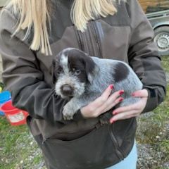 Chiot griffon korthal