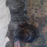 Chiot griffon korthal #1