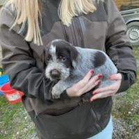 Chiot griffon korthal #0