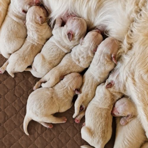 Chiots golden retriever lof pour fin juillet #1