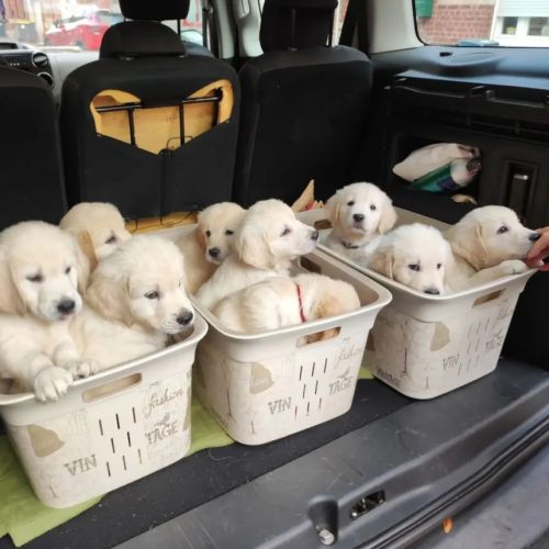Chiots golden retriever lof pour fin juillet #2