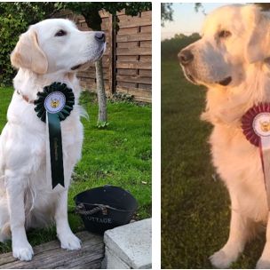 Chiots golden retriever lof pour fin juillet #0